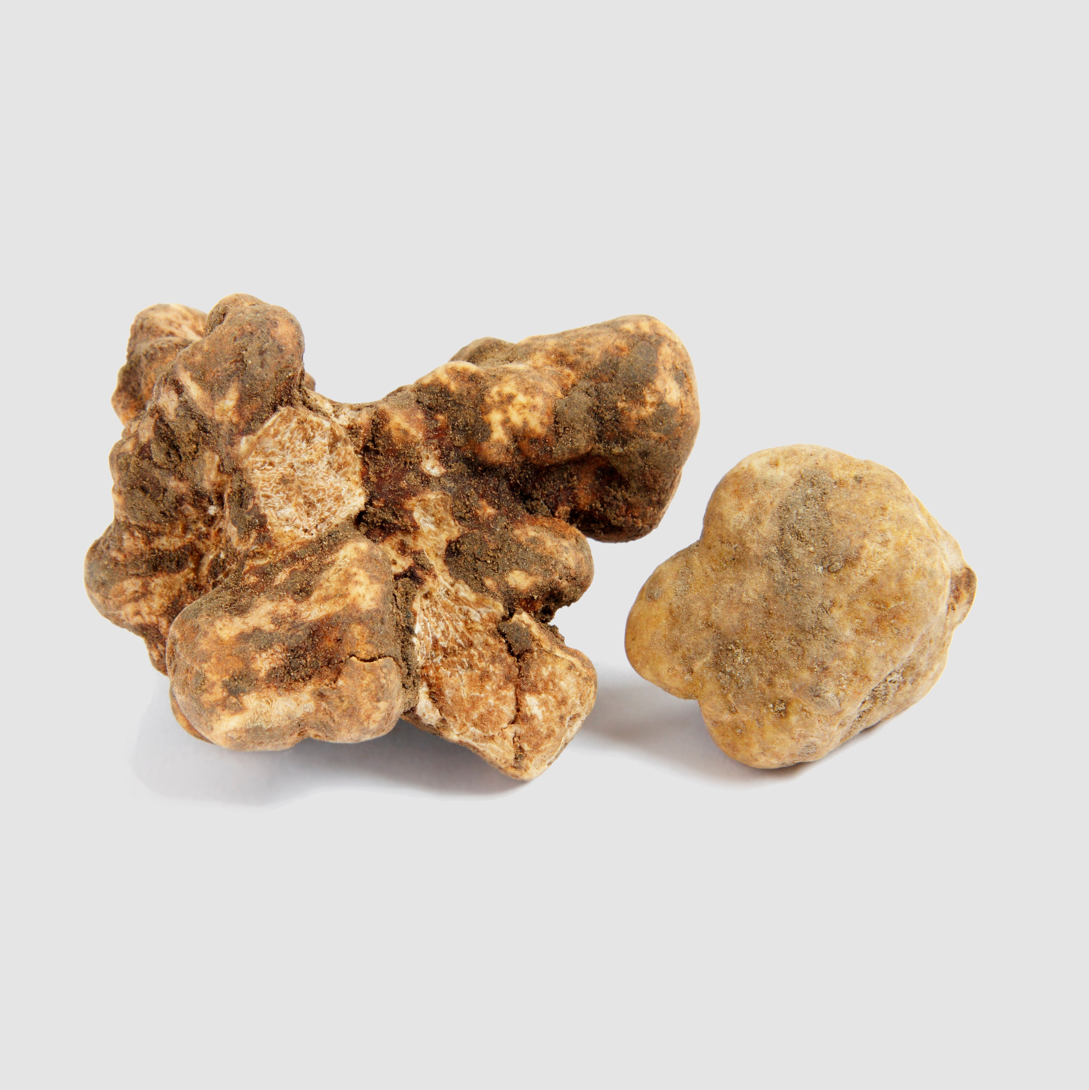 Tartufo Bianco d'Alba - Pezzatura 100