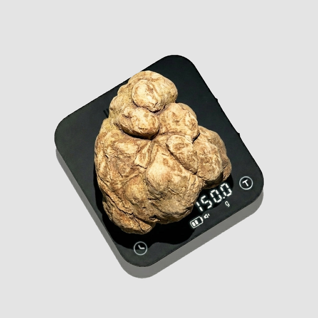 Tartufo Bianco d'Alba - 150 Grammi