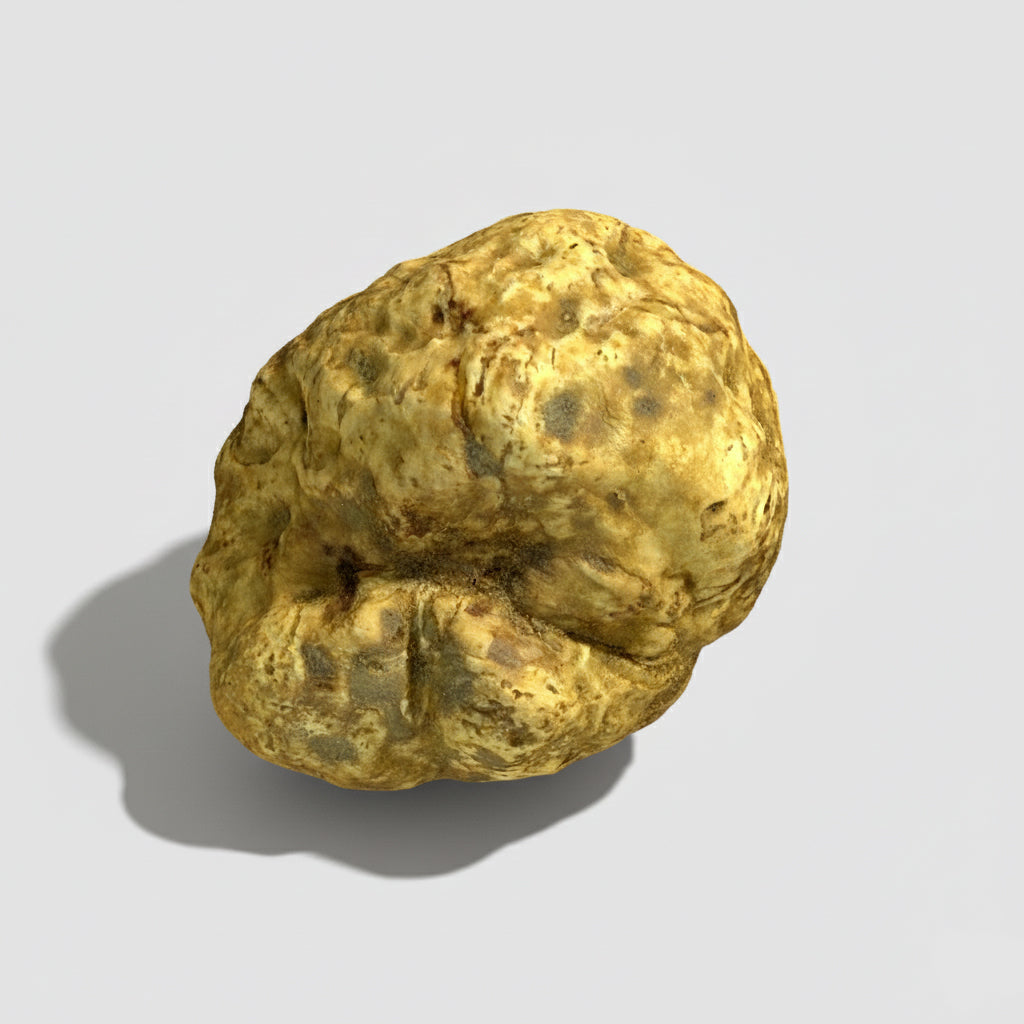 Tartufo Bianco d'Alba - Pezzatura 10/20 g