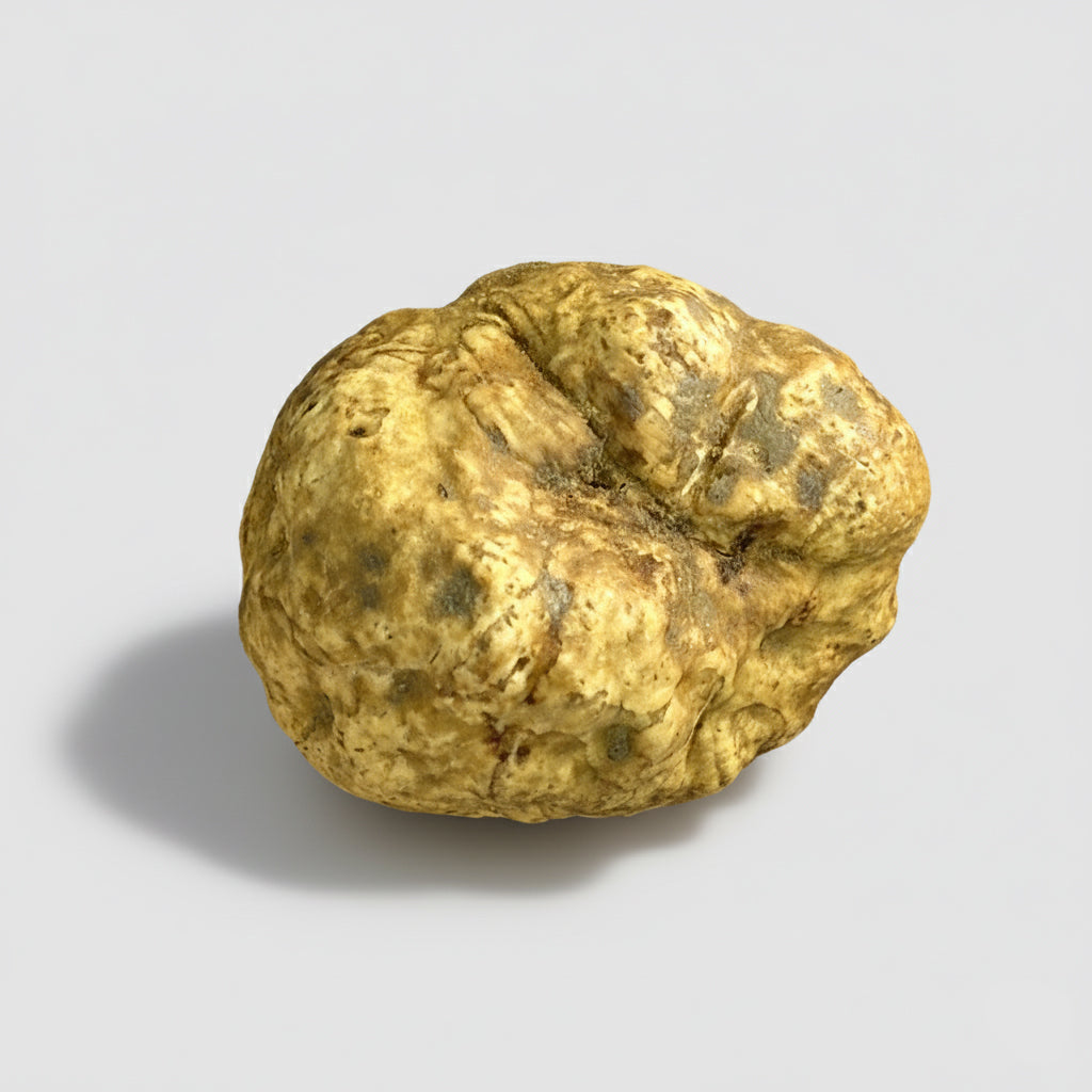 Tartufo Bianco d'Alba - Pezzatura 20/60 g