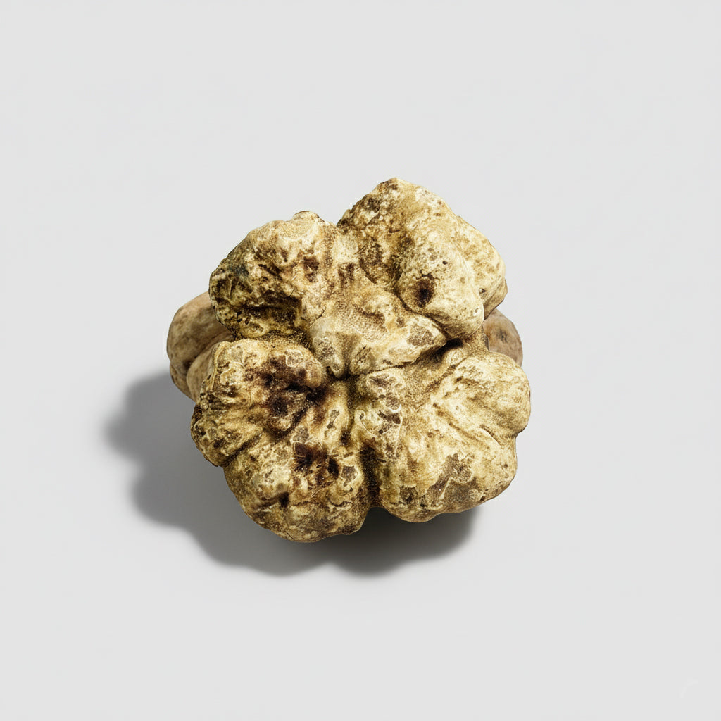 Tartufo Bianco d'Alba - Pezzatura 5/10 g