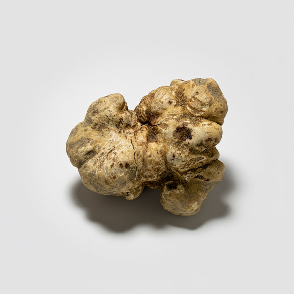 Tartufo Bianco d'Alba - Pezzatura 100 g