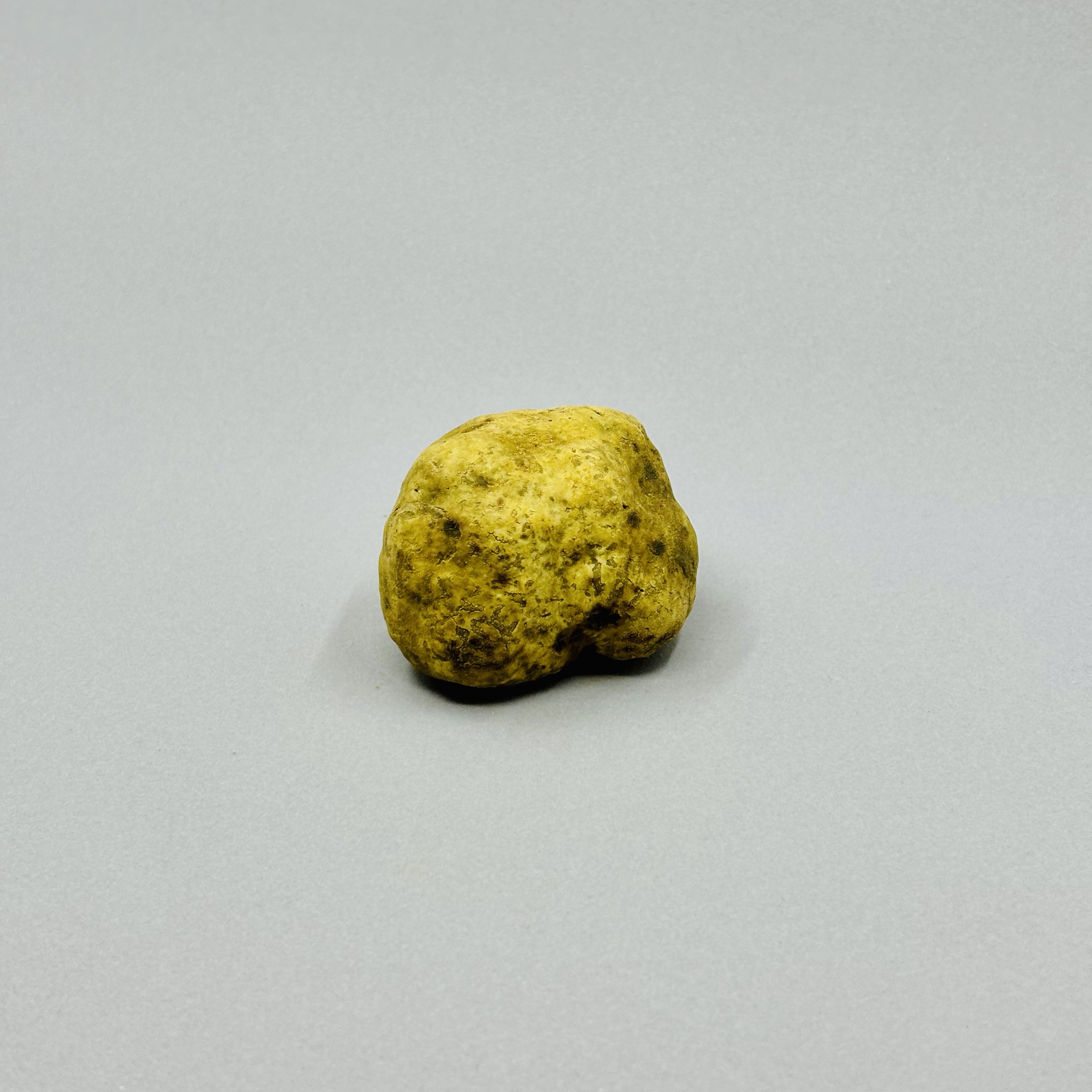 Tartufo Bianco d'Alba - Pezzatura 10/40