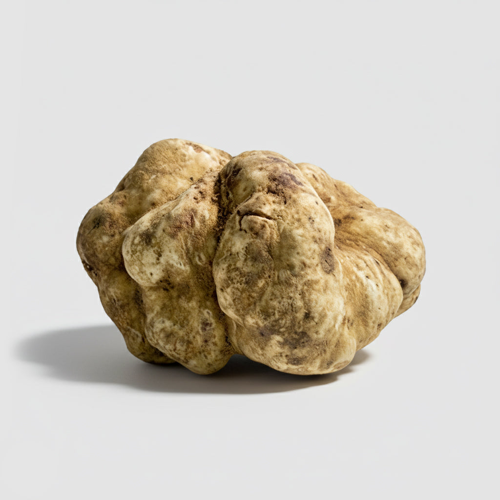 Tartufo Bianco d'Alba - Pezzatura 20/60 g