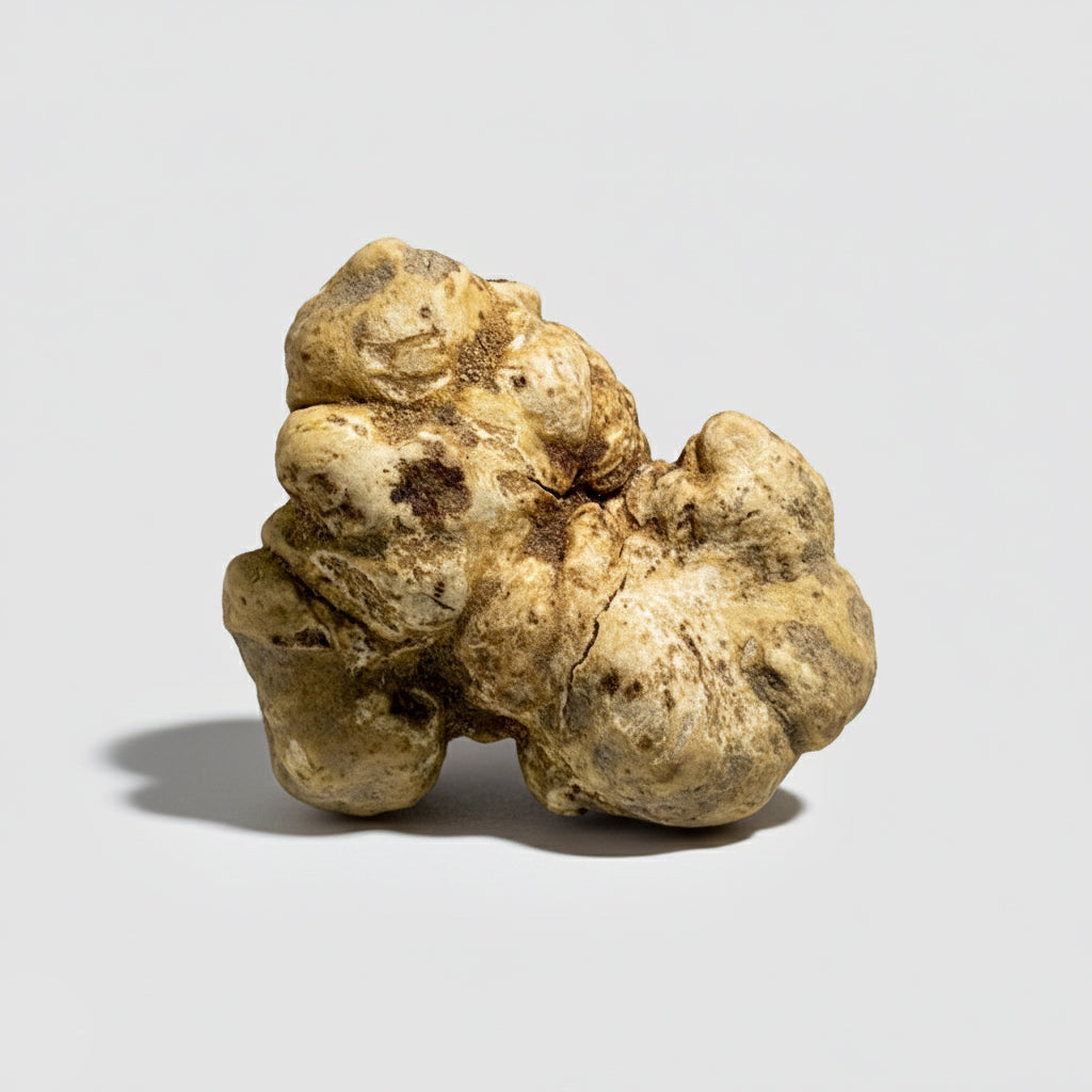 Tartufo Bianco d'Alba - Pezzatura 100 g