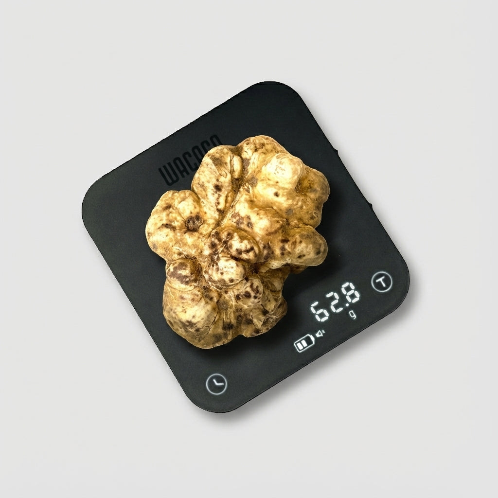 Tartufo Bianco d'Alba - 62 Grammi