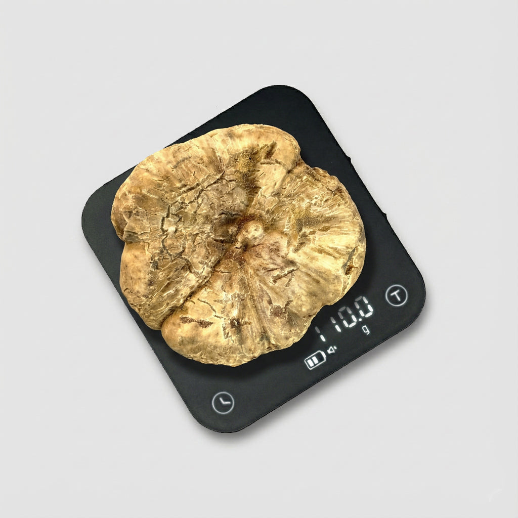 Tartufo Bianco d'Alba - 110 Grammi