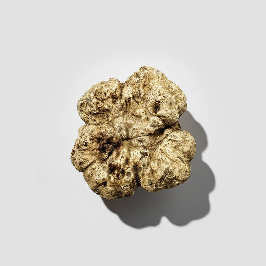 Tartufo Bianco d'Alba - Pezzatura 100 g