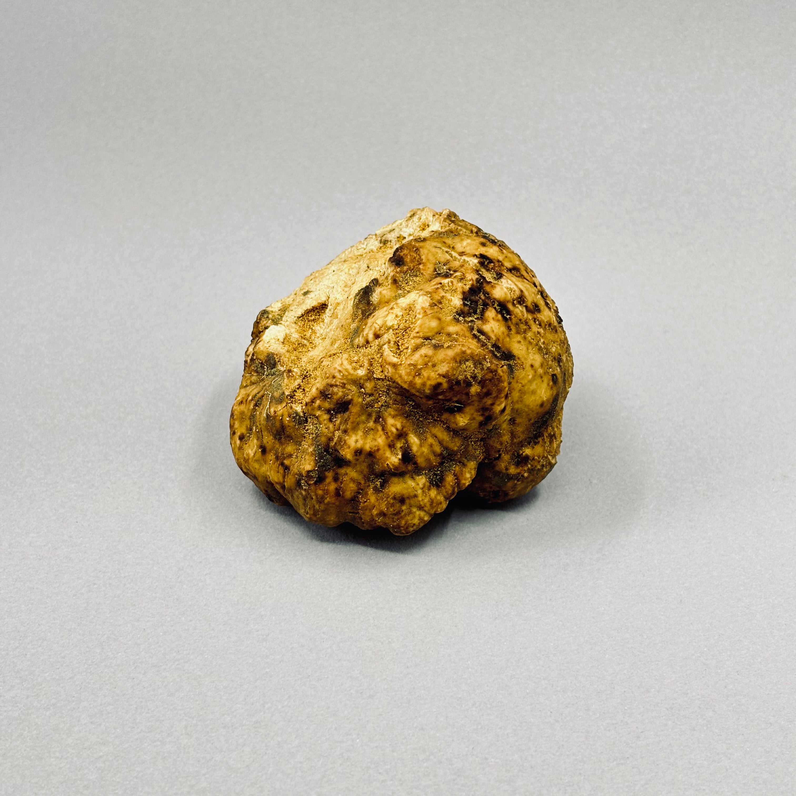 Tartufo Bianco d'Alba - Pezzatura 40/60