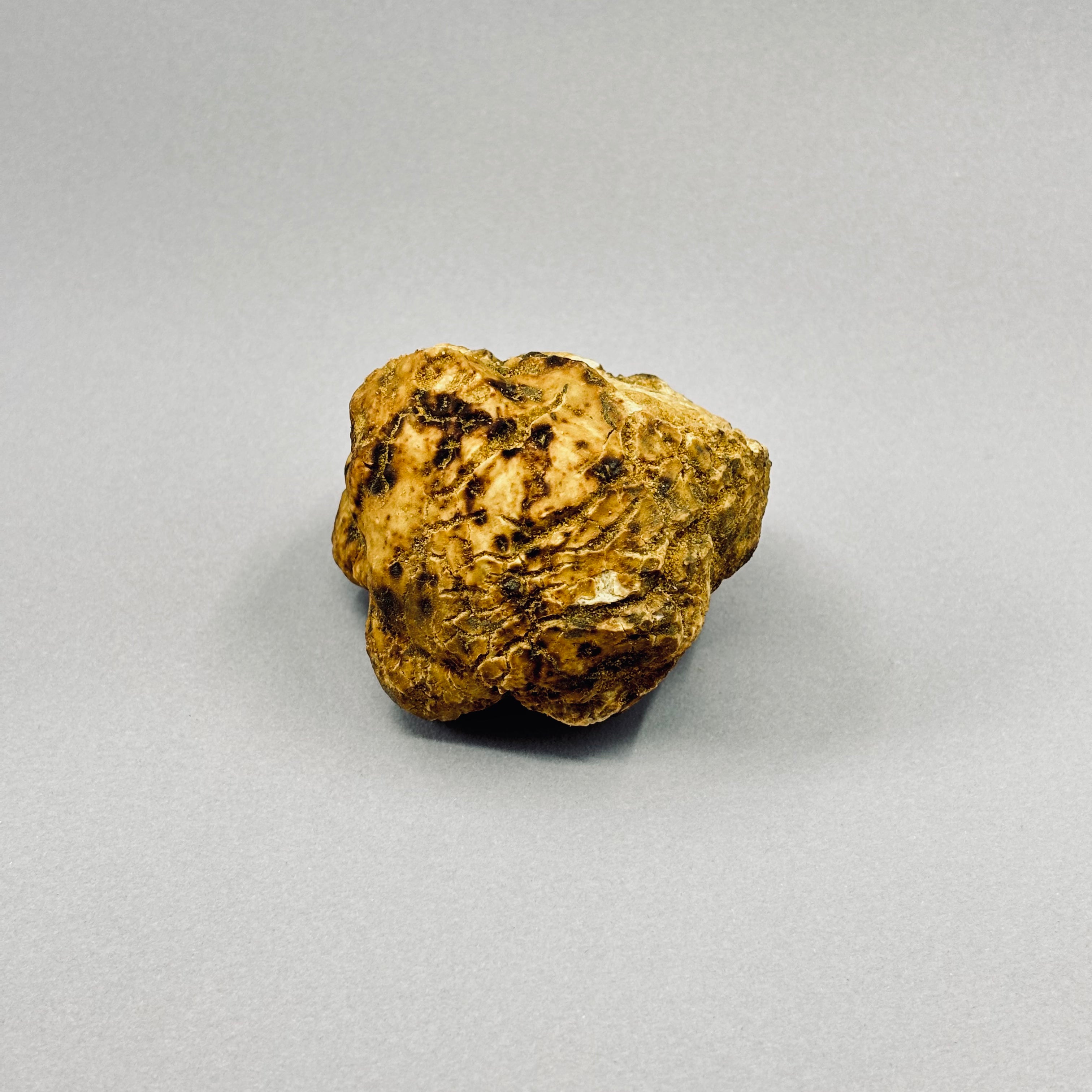 Tartufo Bianco d'Alba - Pezzatura 100