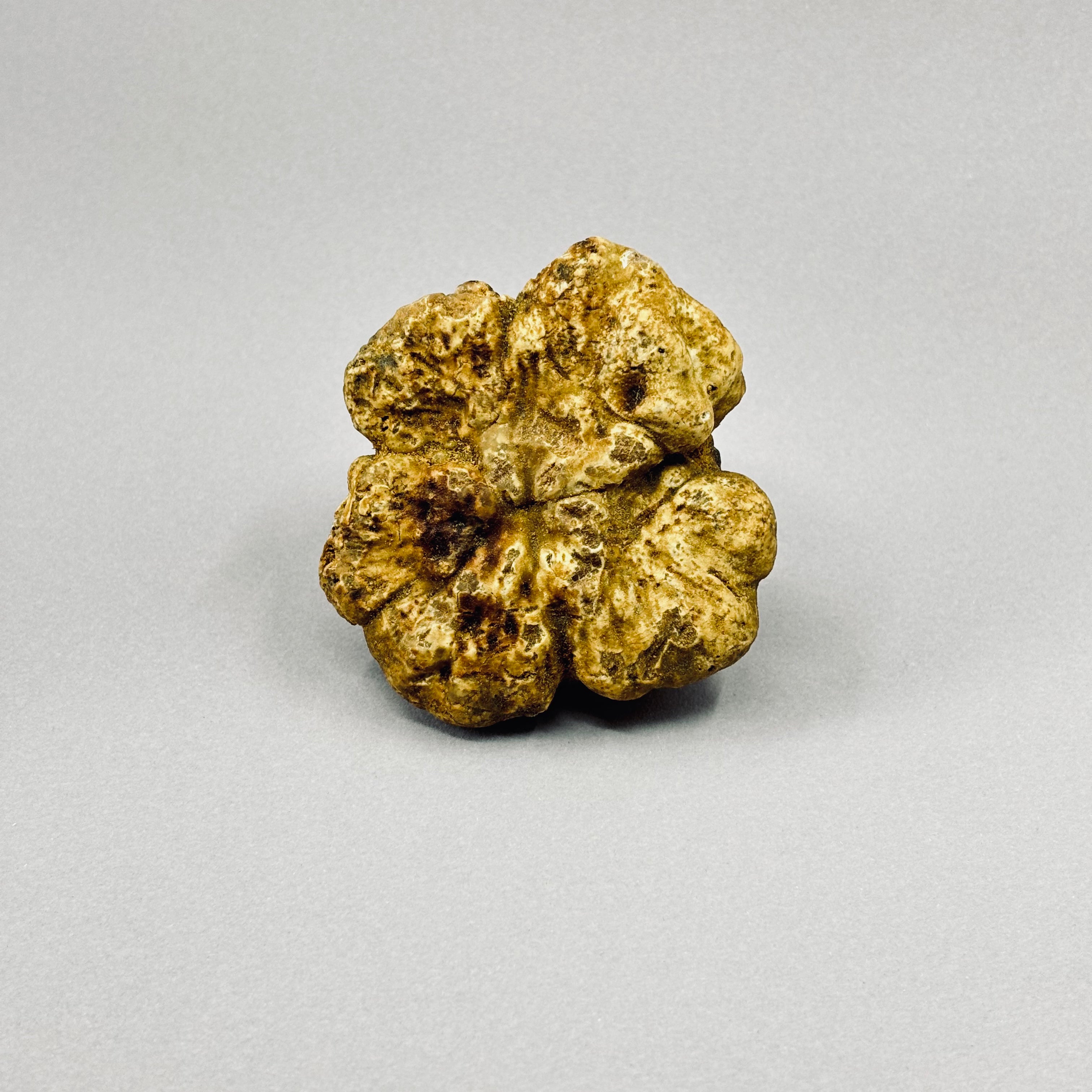 Tartufo Bianco d'Alba - Pezzatura 10/40