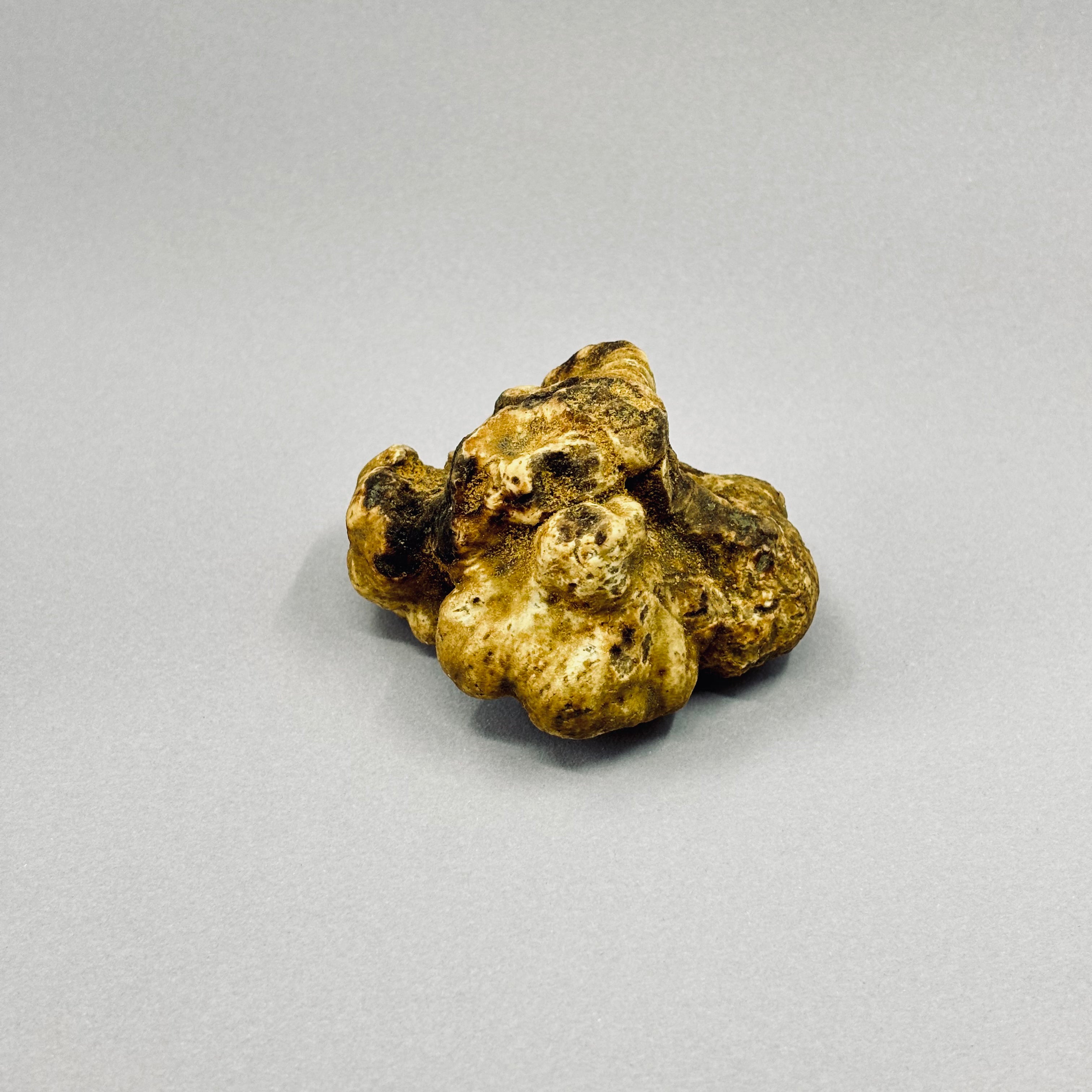 Tartufo Bianco d'Alba - Pezzatura 10/40