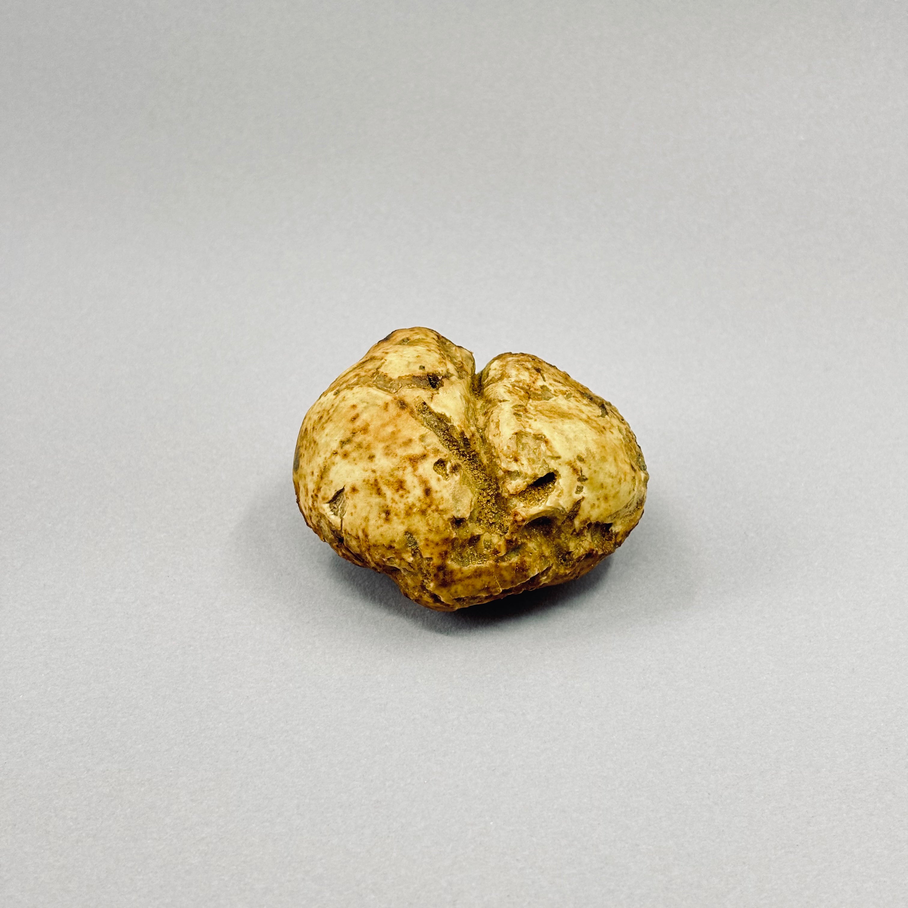 Tartufo Bianco d'Alba - Pezzatura 40/60