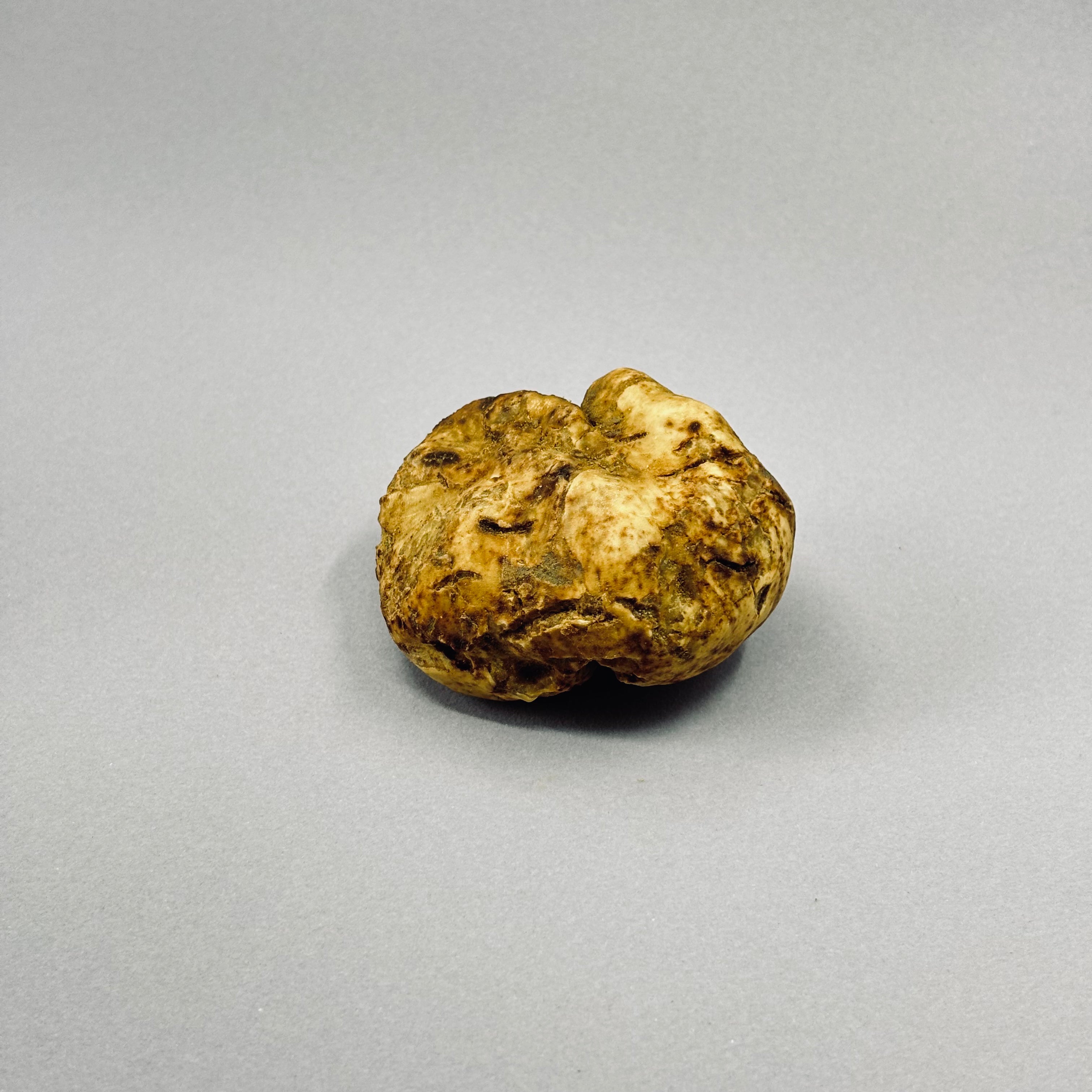 Tartufo Bianco d'Alba - Pezzatura 100