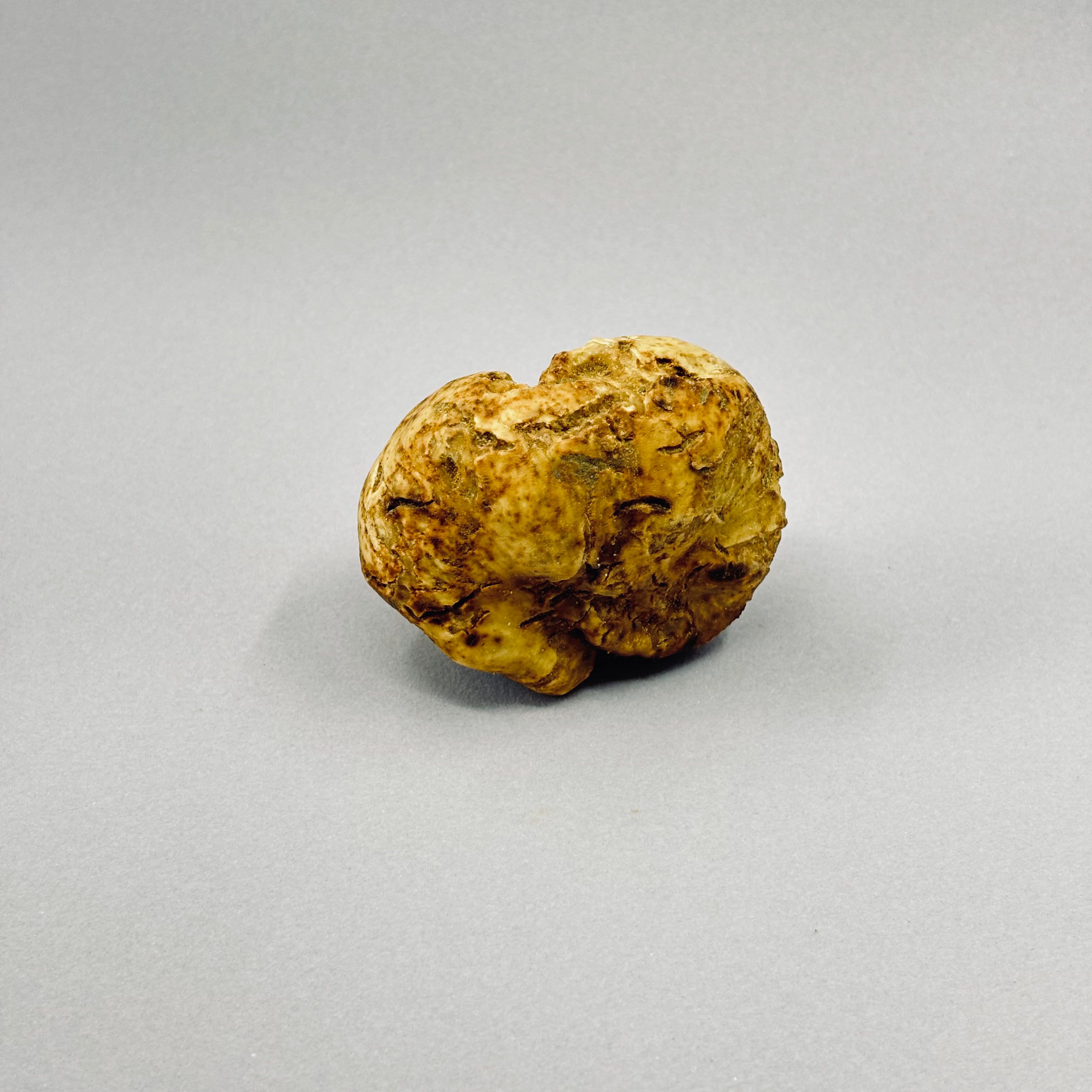 Tartufo Bianco d'Alba - Pezzatura 100