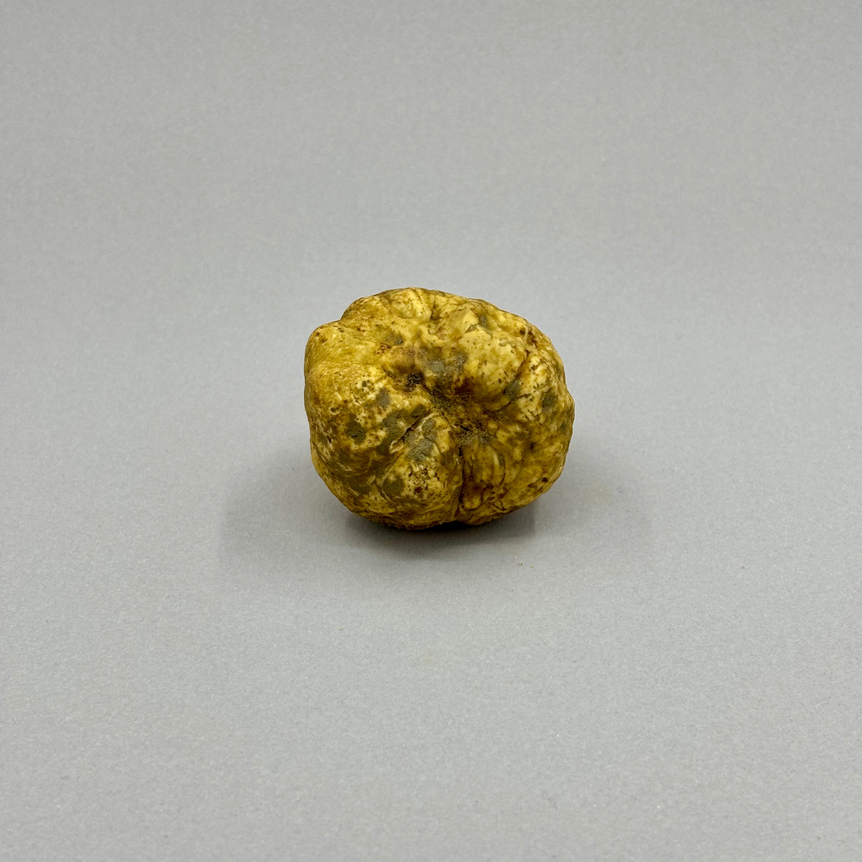 Tartufo Bianco d'Alba - Pezzatura 4/10