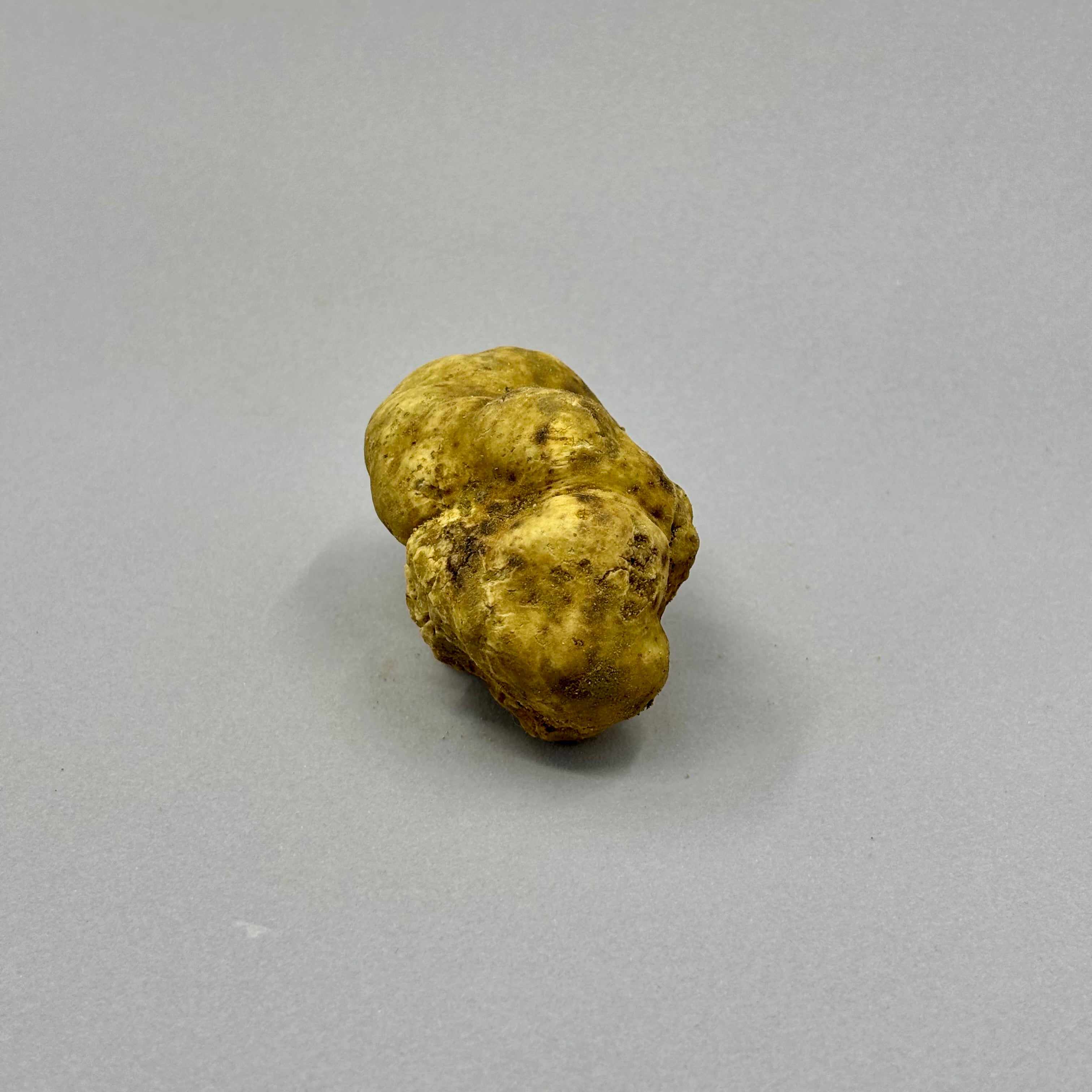 Tartufo Bianco d'Alba - Pezzatura 10/40
