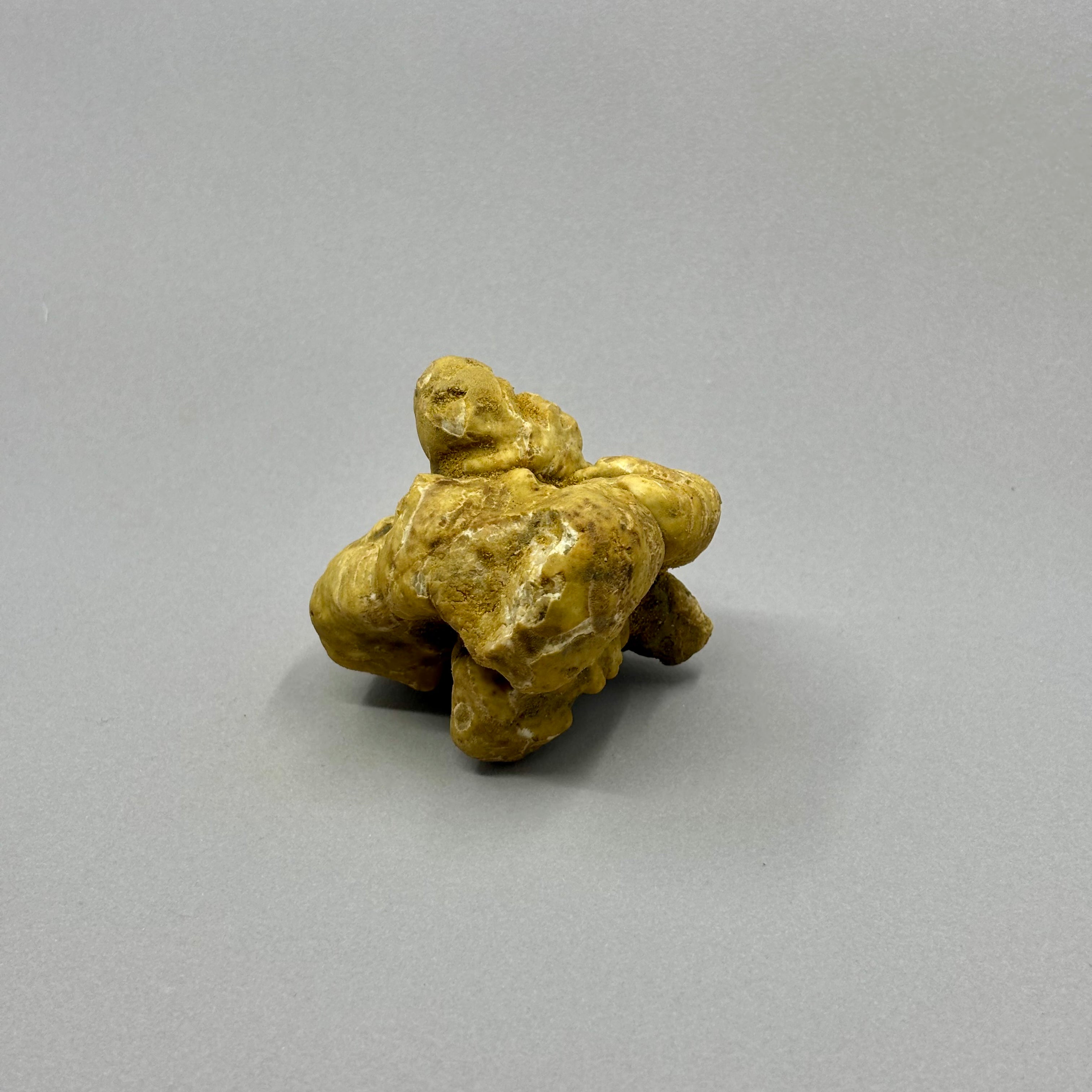 Tartufo Bianco d'Alba - Pezzatura 100