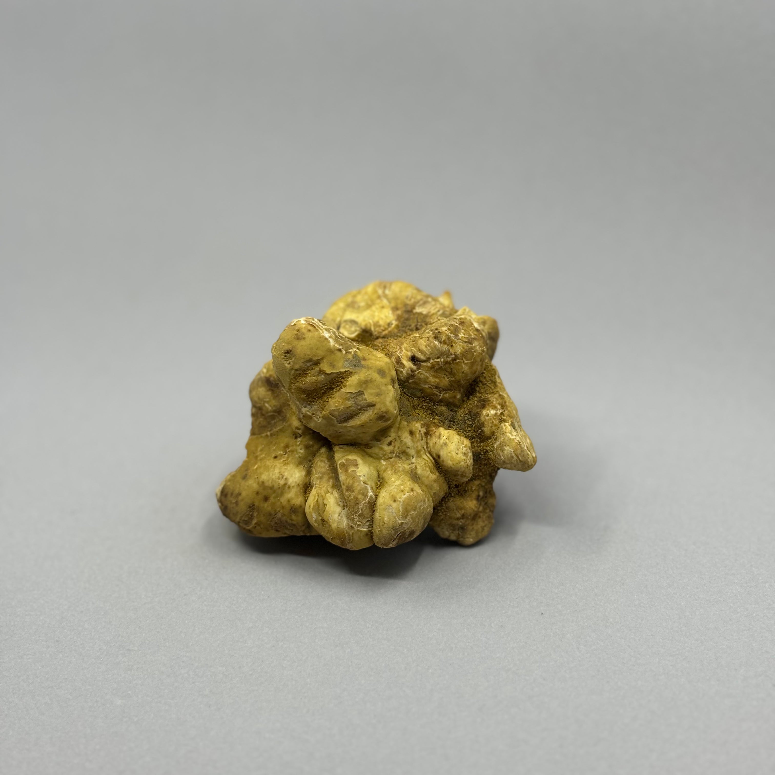 Tartufo Bianco d'Alba - Pezzatura 100