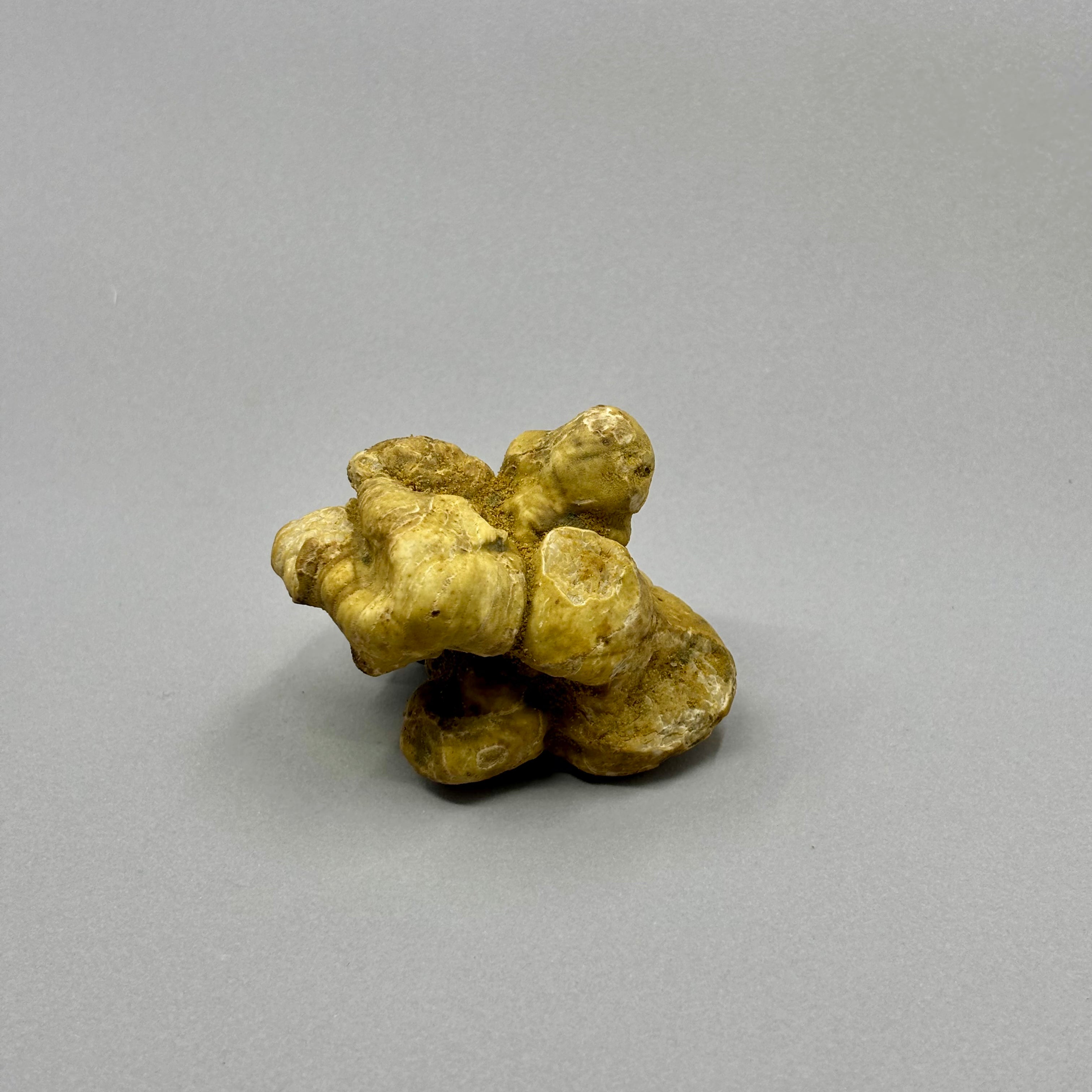 Tartufo Bianco d'Alba - Pezzatura 100