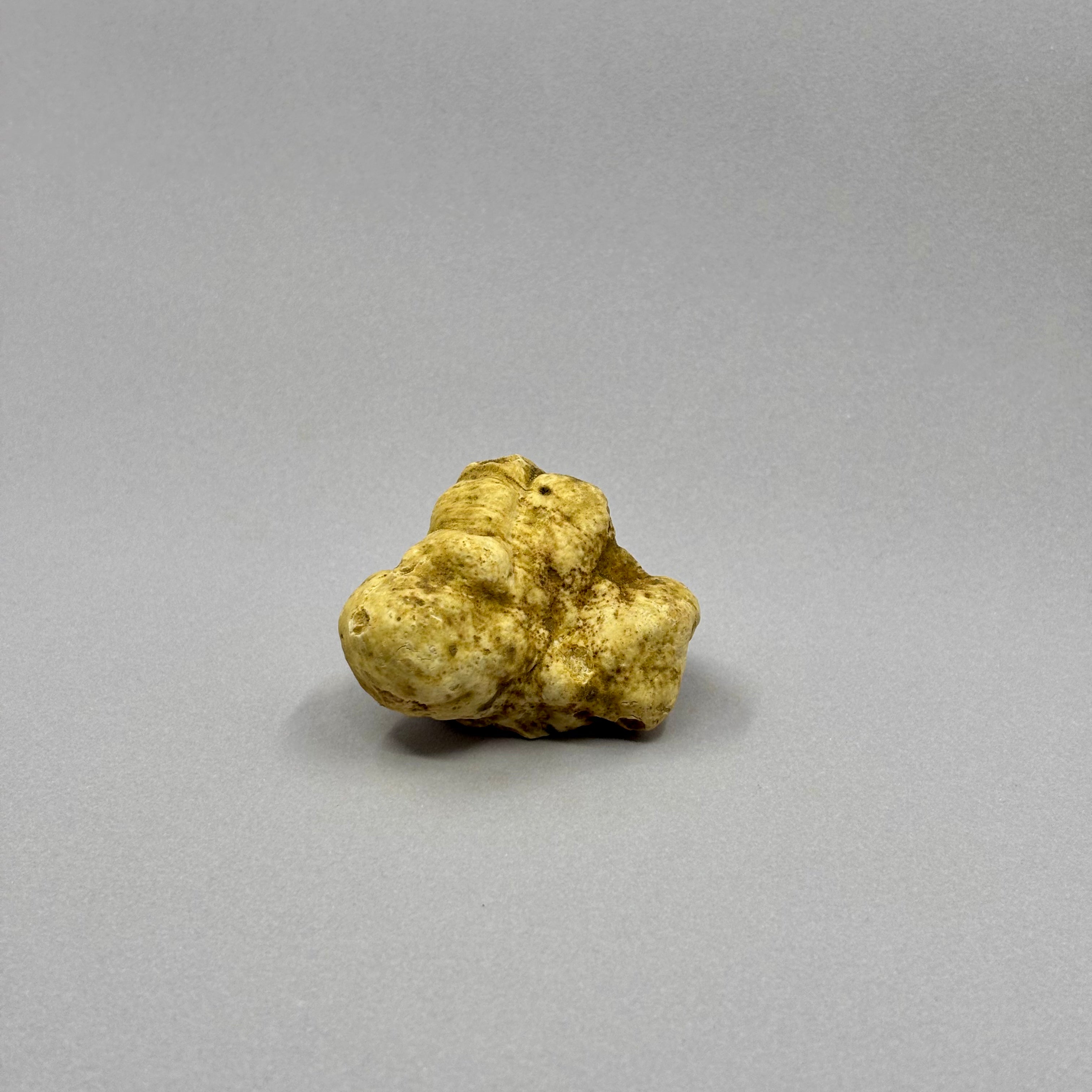 Tartufo Bianco d'Alba - Pezzatura 4/10