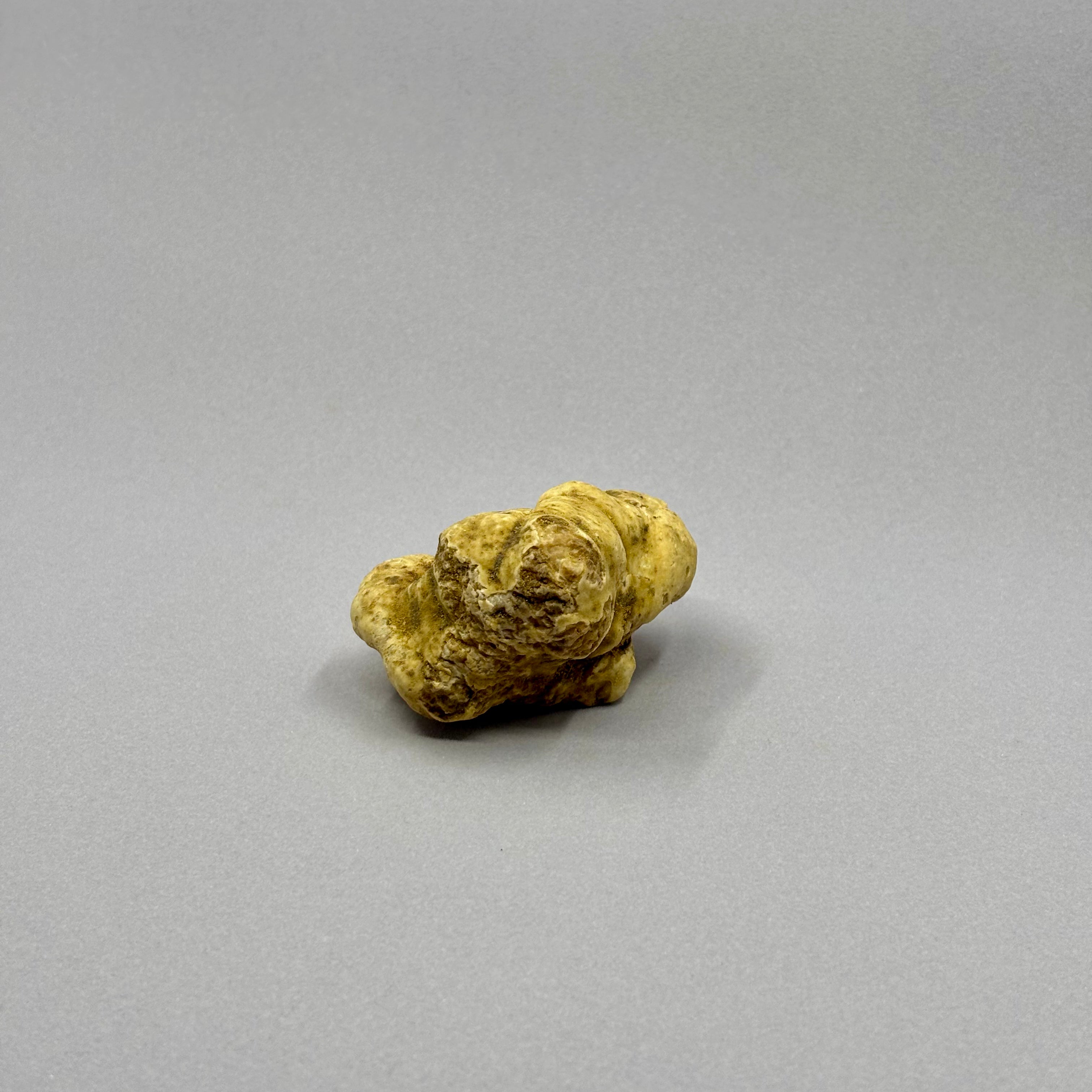Tartufo Bianco d'Alba - Pezzatura 4/10