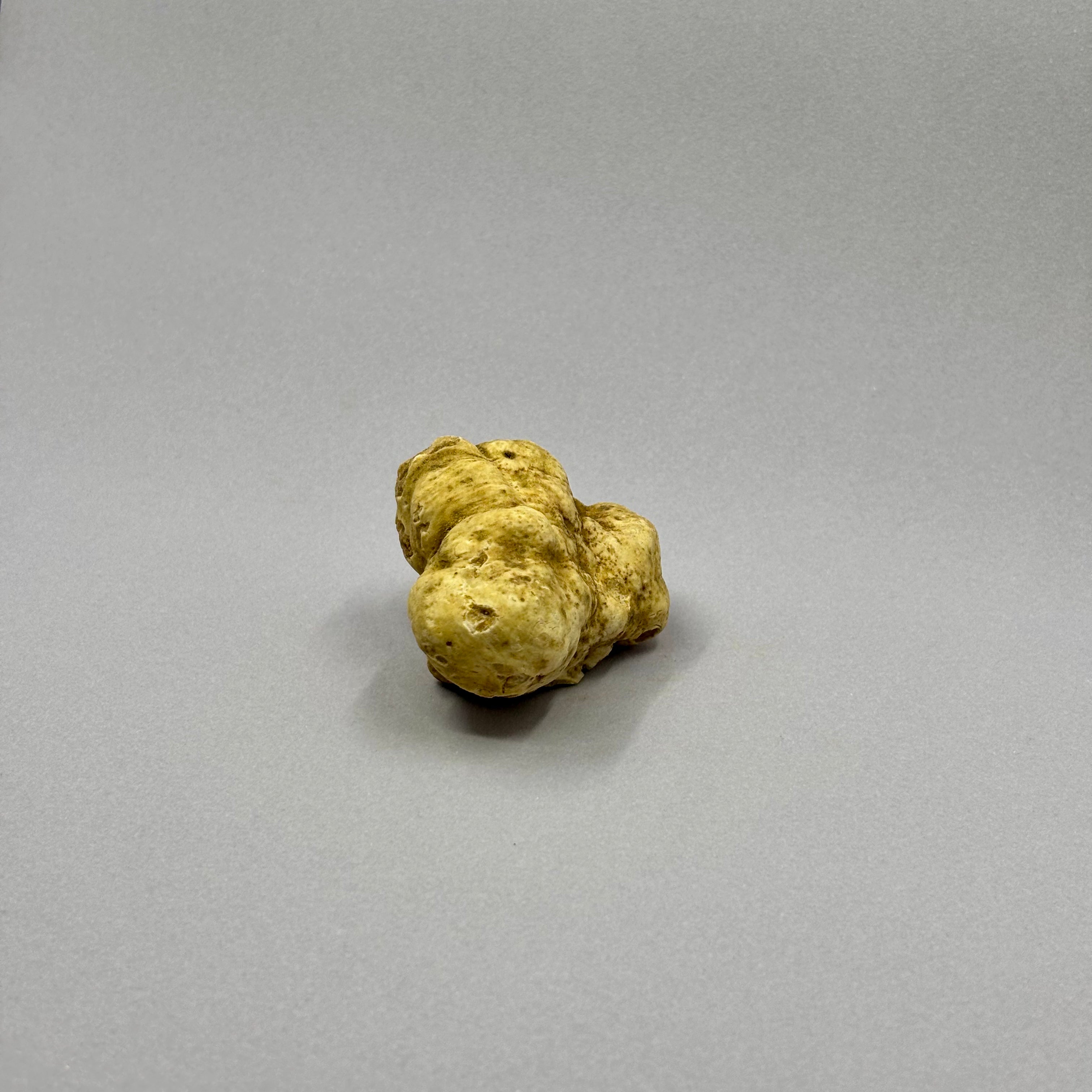 Tartufo Bianco d'Alba - Pezzatura 4/10