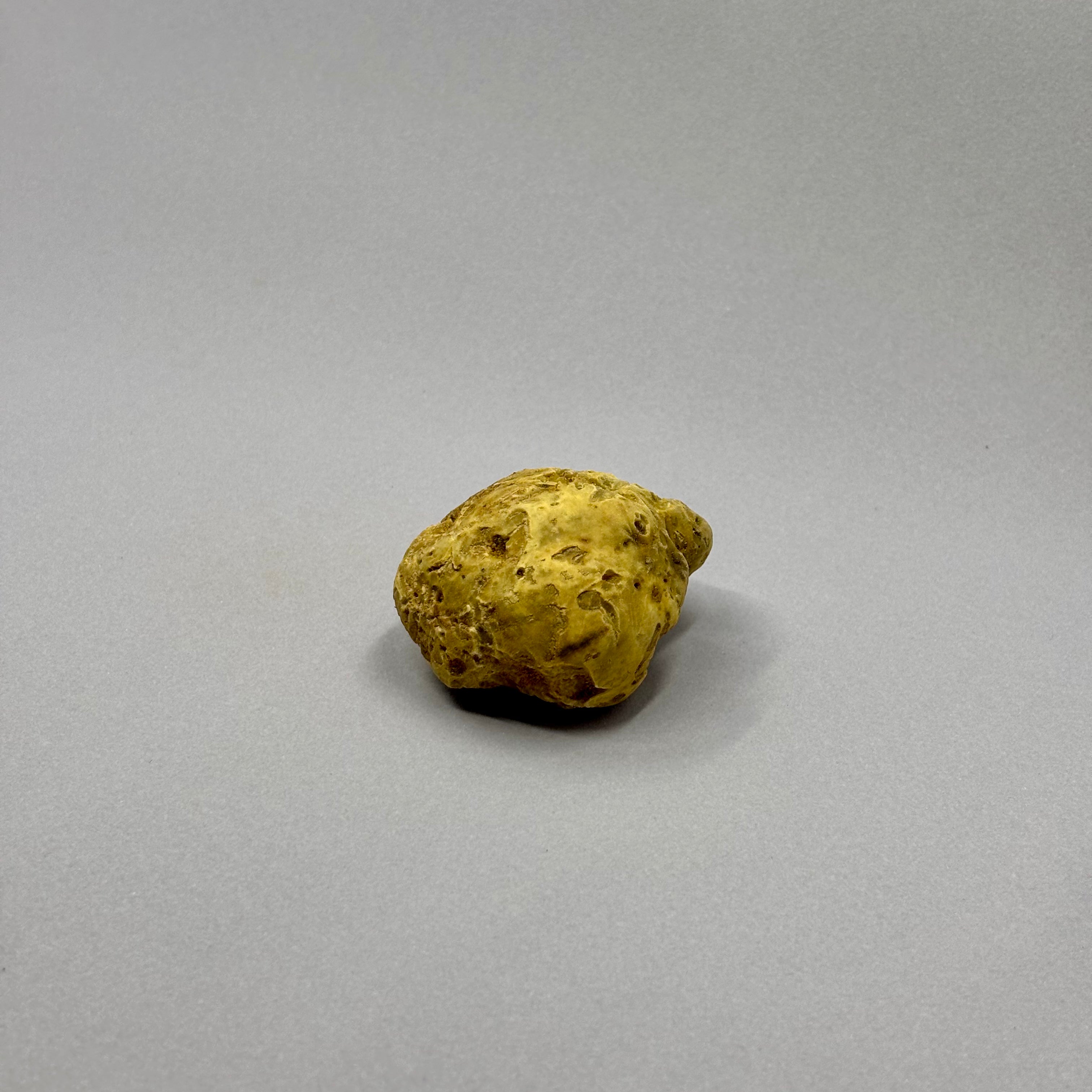 Tartufo Bianco d'Alba - 48 Grammi
