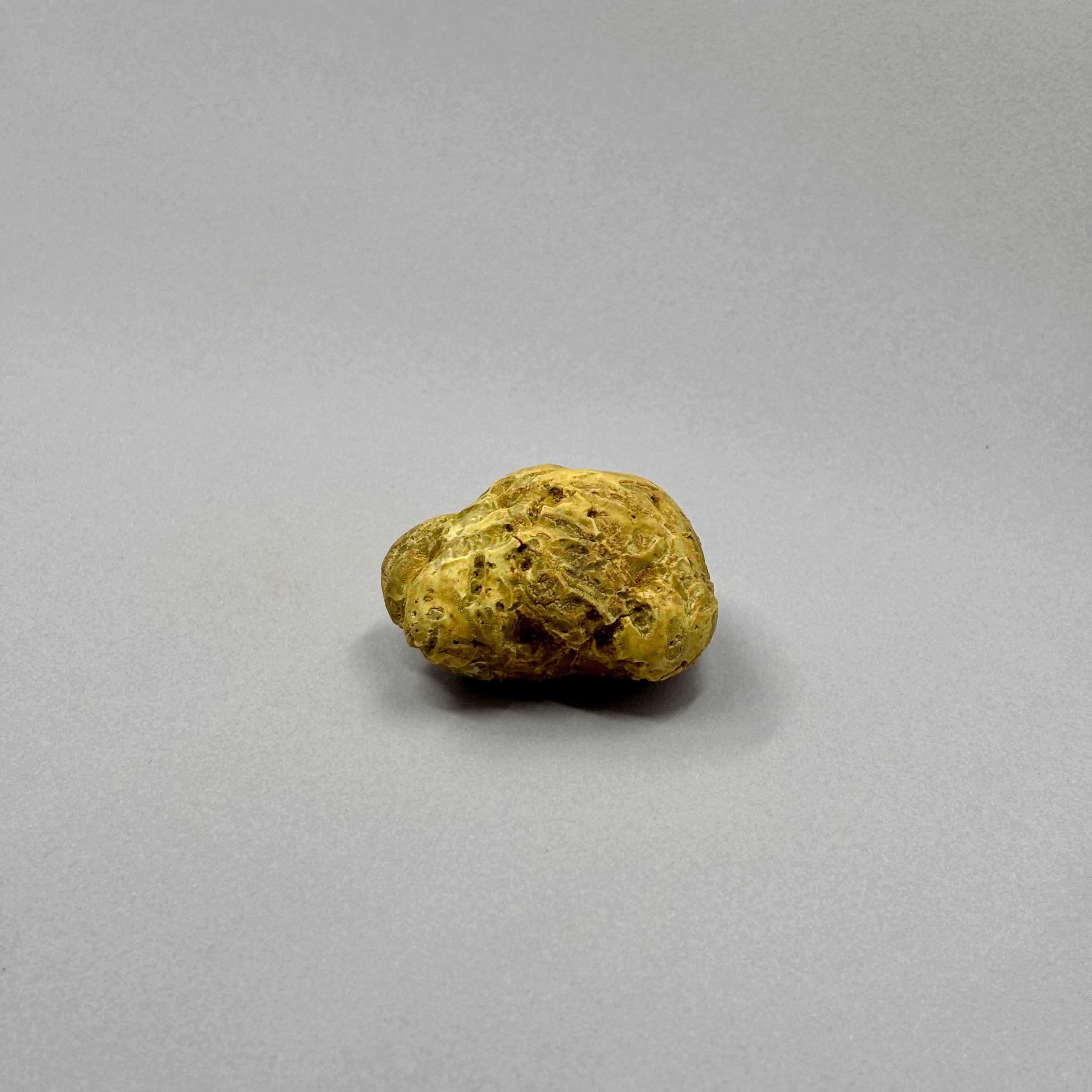 Tartufo Bianco d'Alba - 48 Grammi