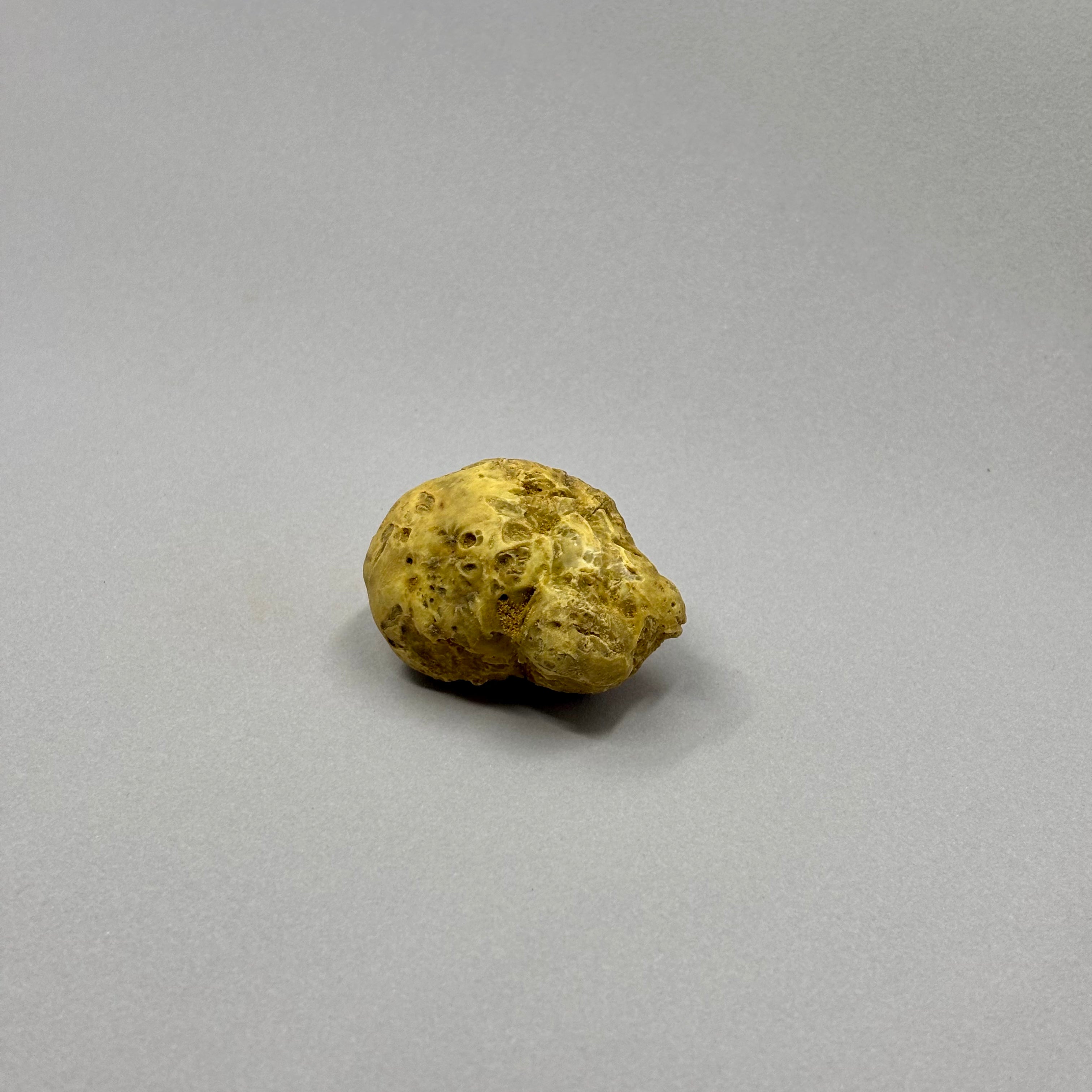 Tartufo Bianco d'Alba - 48 Grammi