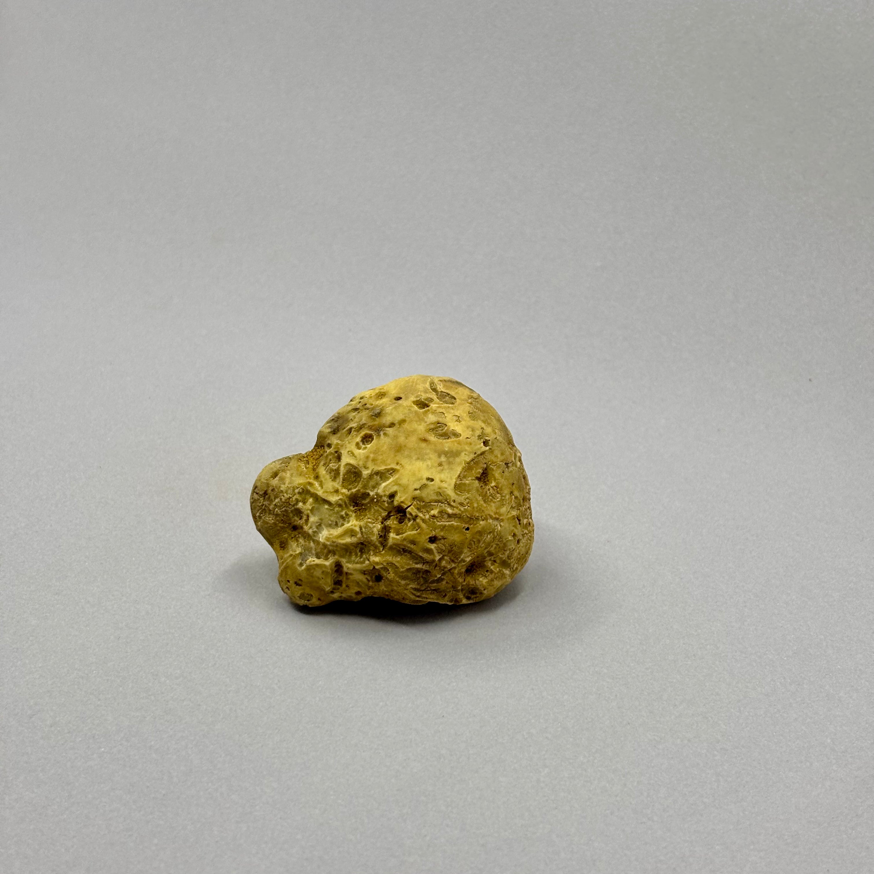 Tartufo Bianco d'Alba - 48 Grammi