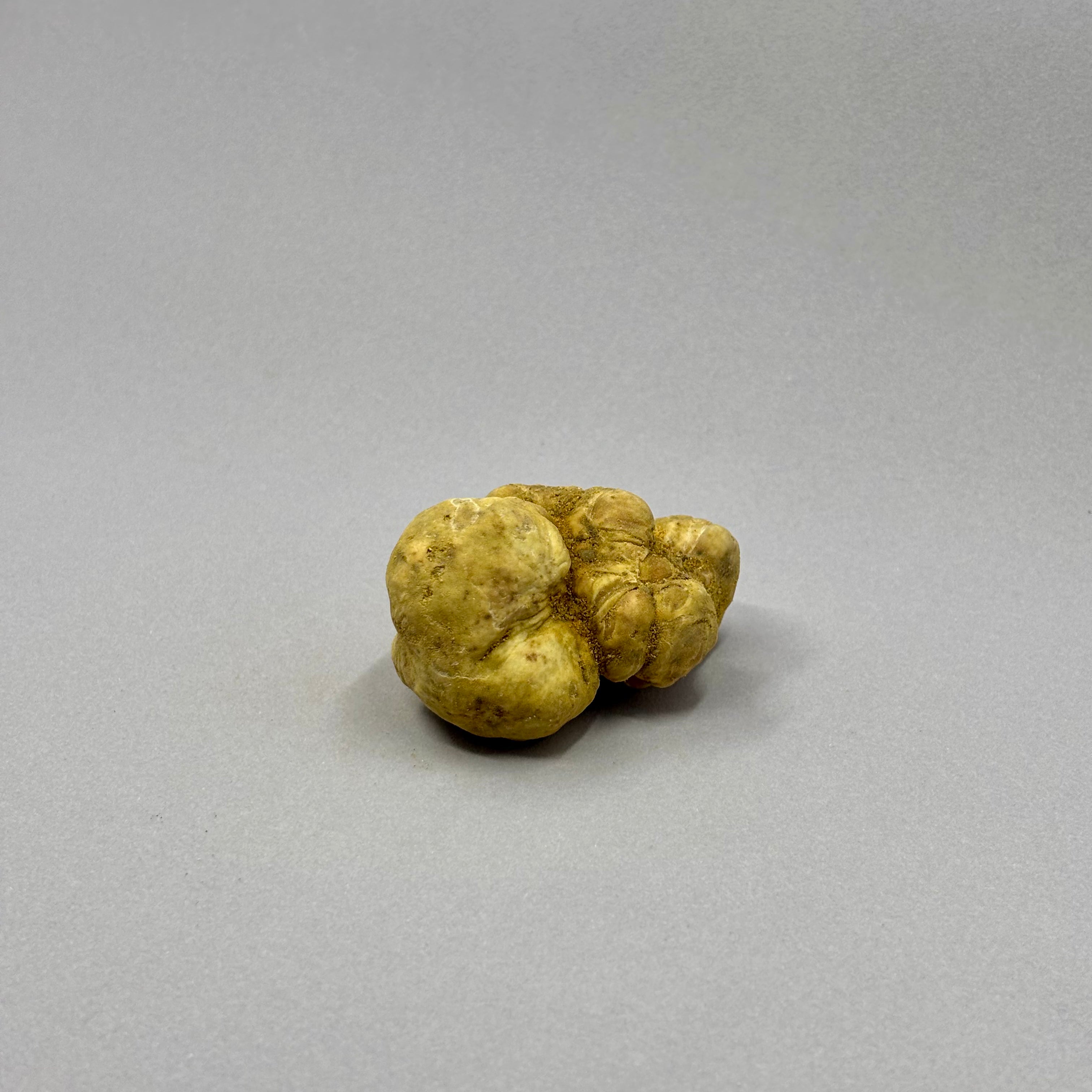 Tartufo Bianco d'Alba - 50 Grammi